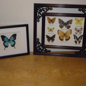 REAL Framed Butterfly Collection Taxidermy Insect Wall Art Display Shadow Box